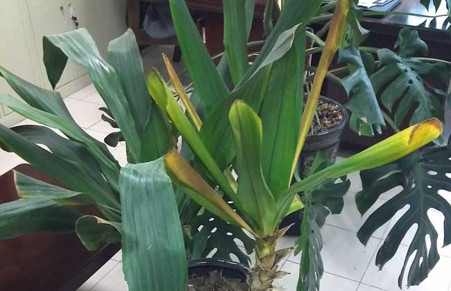 巴西铁树的养殖办法