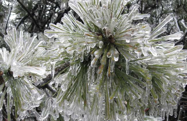 雪松产地在哪里？