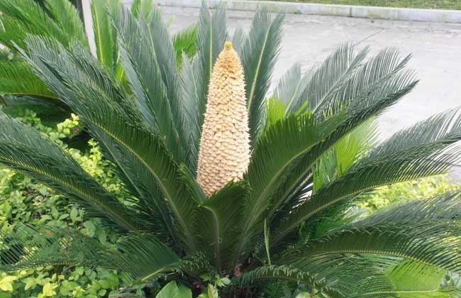 铁树叶子发黄解决办法？