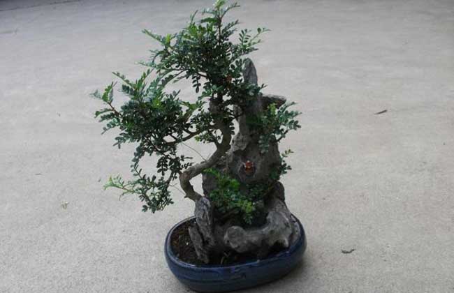 清香木怎么修剪最好？