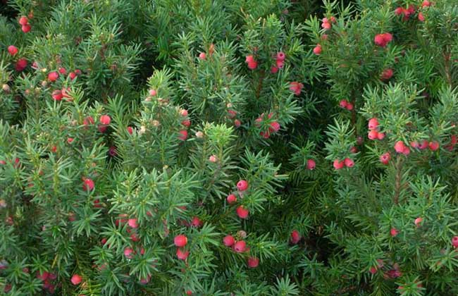 红豆杉能净化空气吗？