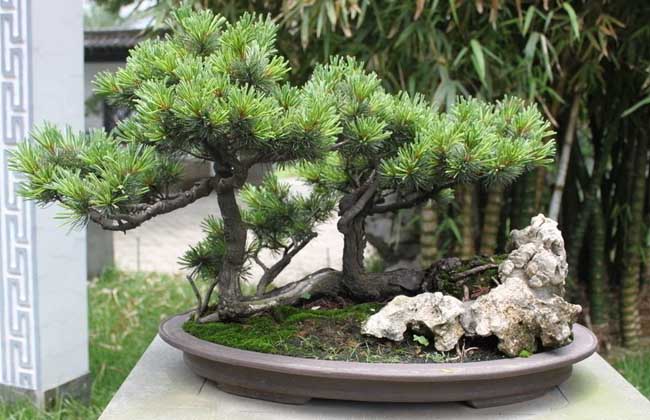 松树盆景制作流程