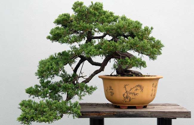 松树盆景制作流程