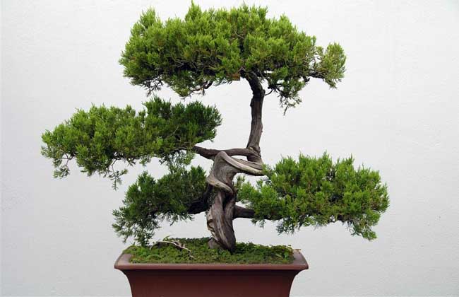 松树盆景制作流程
