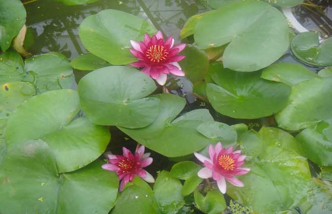 哪些水草会开花？
