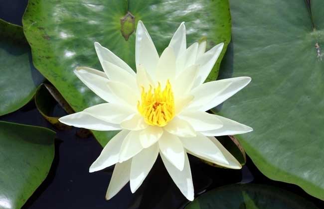 哪些水草会开花？