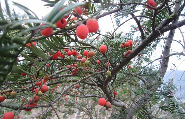 红豆杉是几级保障植物？