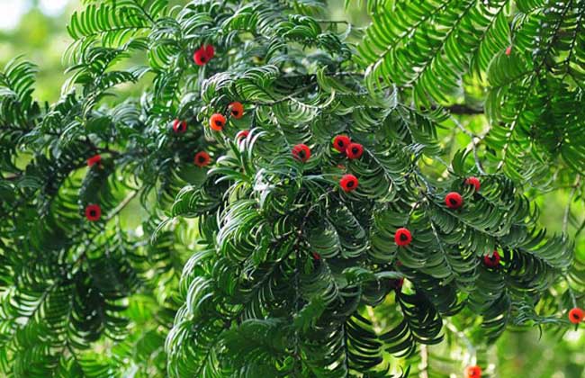 红豆杉是几级保障植物？