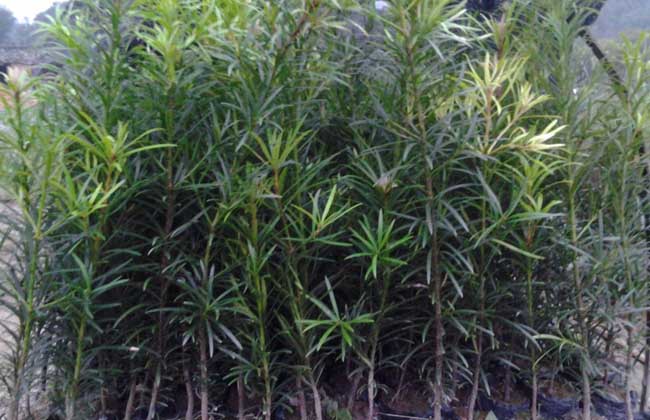罗汉松种子怎么种？