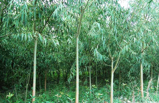 竹柳的种植技术