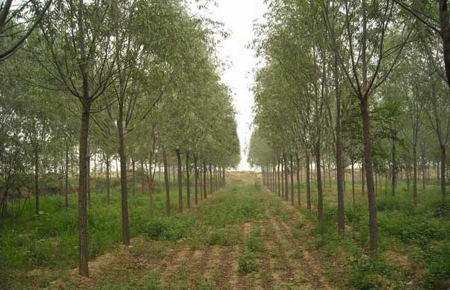 柳树的种植技术