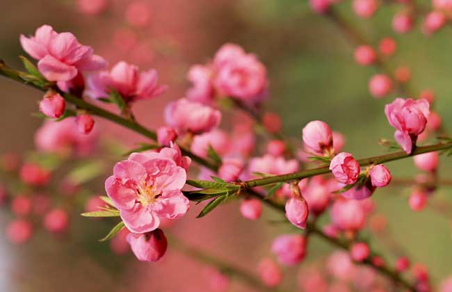 梅花香自苦寒来的含义