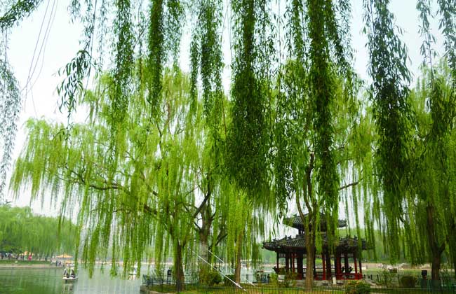 吹面不寒杨柳风的含义