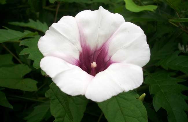 牵牛花有沒有毒？