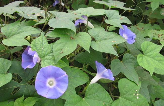 牵牛花有沒有毒？