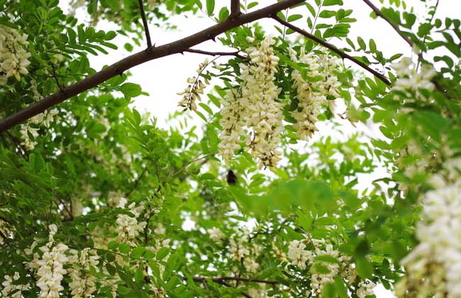 槐花大多数几月开花？