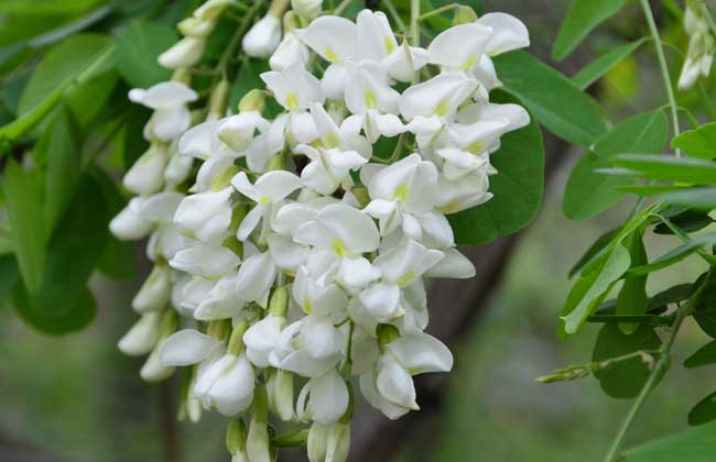 洋槐花有毒吗？