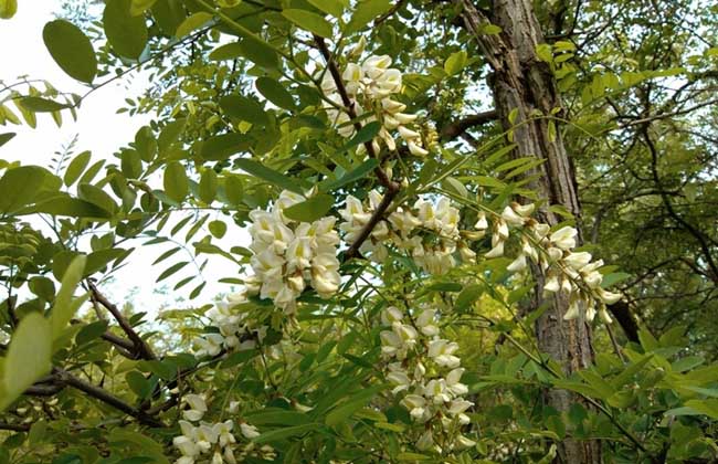 槐花大多数几月开花？