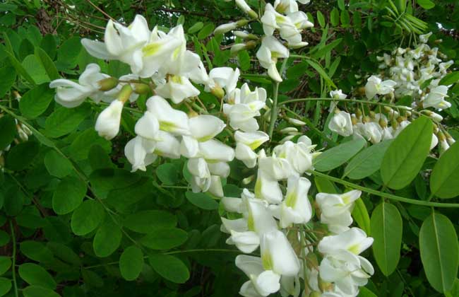 洋槐花有毒吗？
