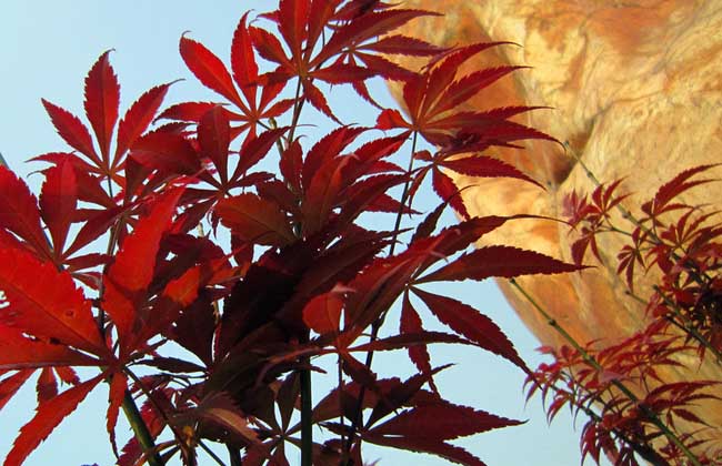 红枫树种植办法