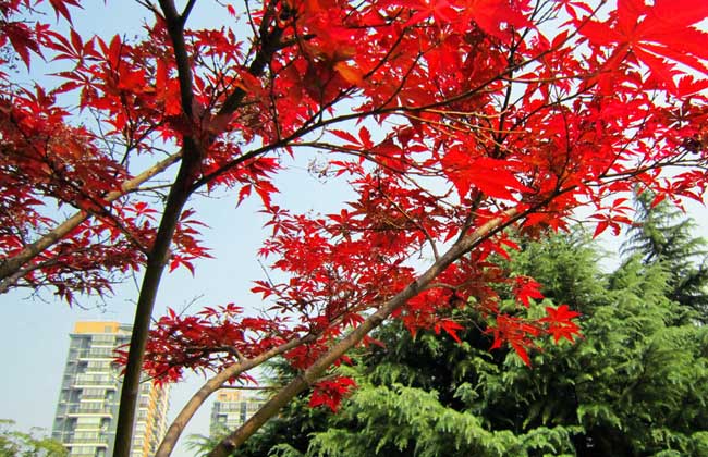 红枫树种植办法