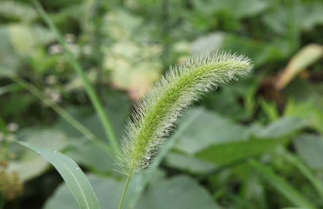 狗尾巴草是啥植物？