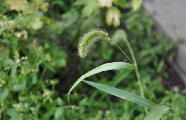 狗尾巴草是啥植物？