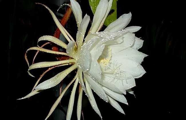 昙花为什么晚上开？
