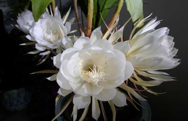 昙花盆栽养植办法