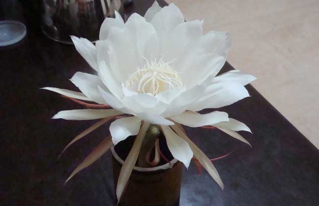 昙花盆栽养植办法