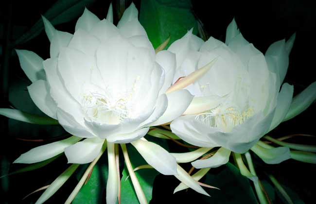 昙花盆栽养植办法