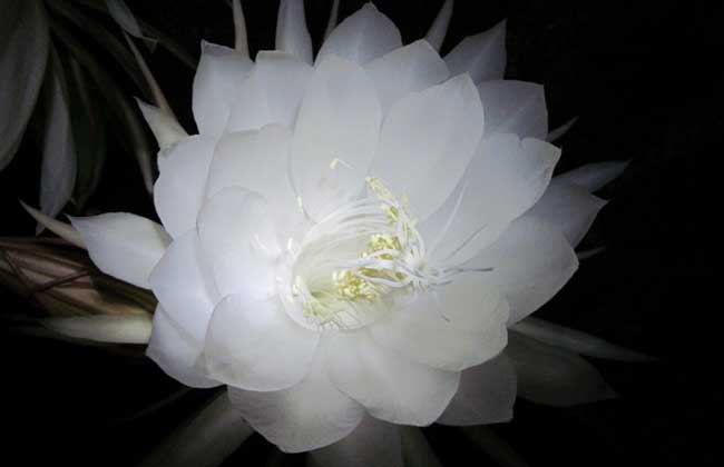 昙花盆栽养植办法