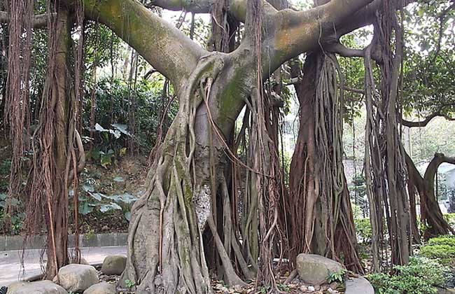 榕树气生根培养办法