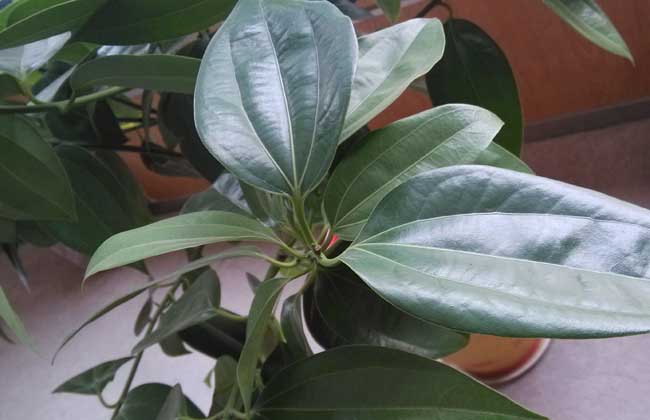 平安树的浇水办法