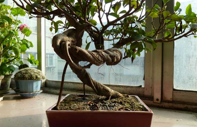 榕树盆景掉叶子的原因