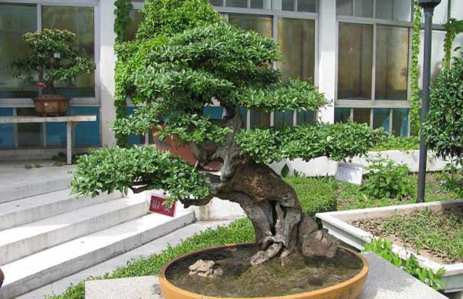 榕树盆景掉叶子的原因