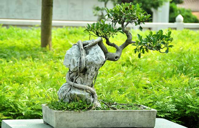 榕树盆景的养殖办法