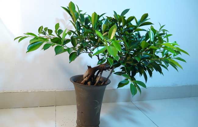 榕树盆景制作办法
