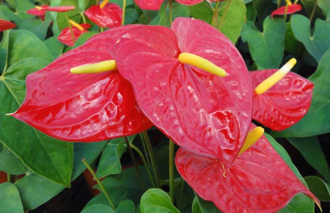 红掌不开花解决办法