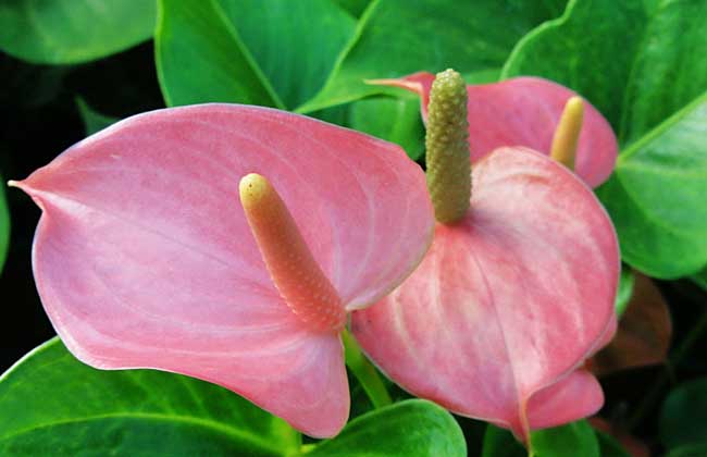 红掌的花语是啥？
