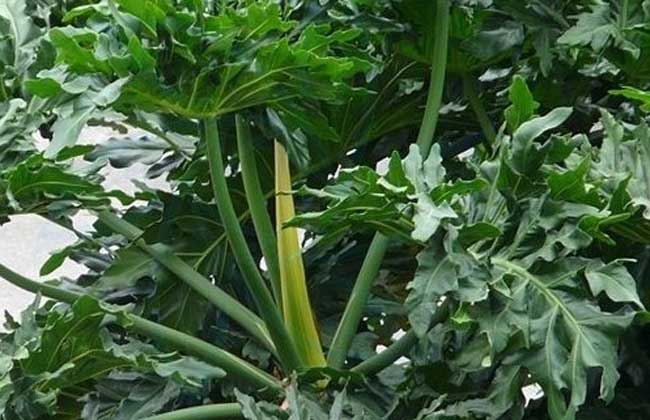 龟背竹开花吗？