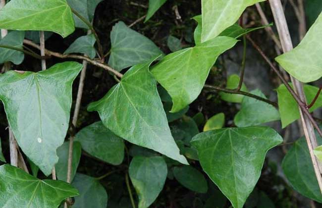 常春藤会开花吗？
