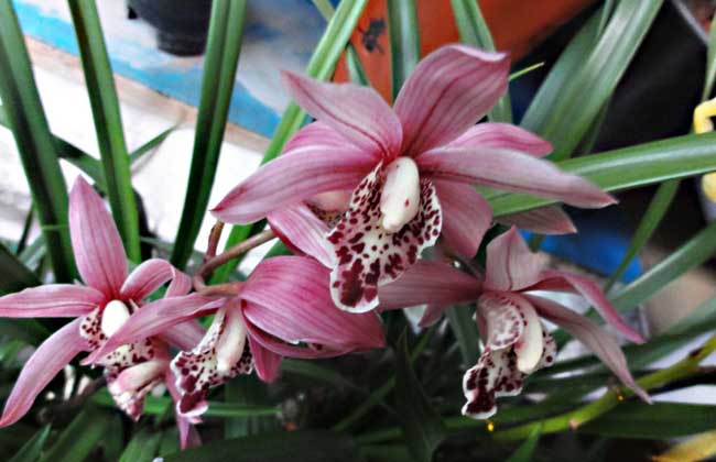 兰花花盆选办法