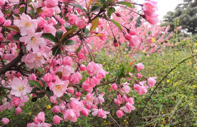 一树梨花压海棠是啥含义