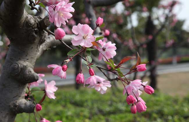 一树梨花压海棠是啥含义
