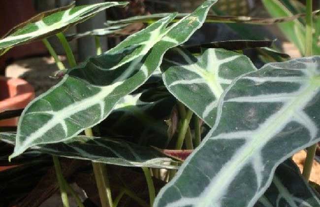 观音莲开花吗？