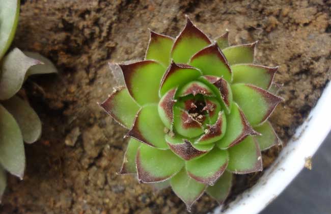 观音莲开花吗？