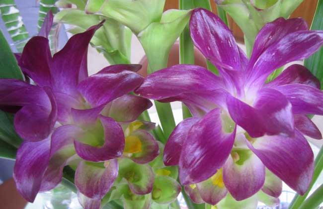 观音莲开花吗？