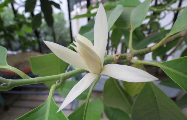 白兰花的繁殖办法