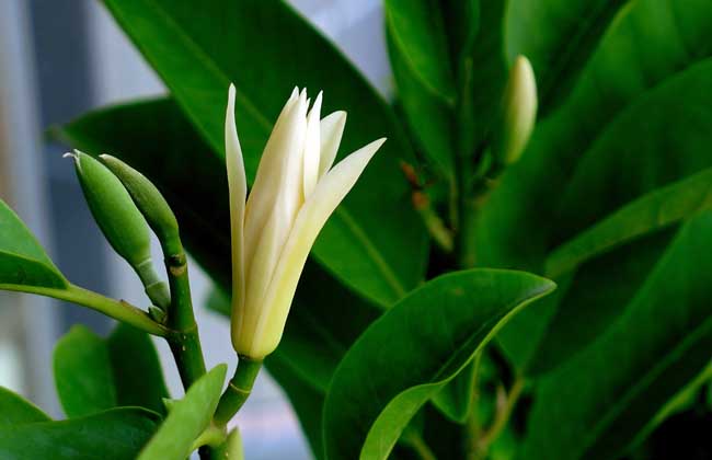 白兰花叶子发黄解决办法？